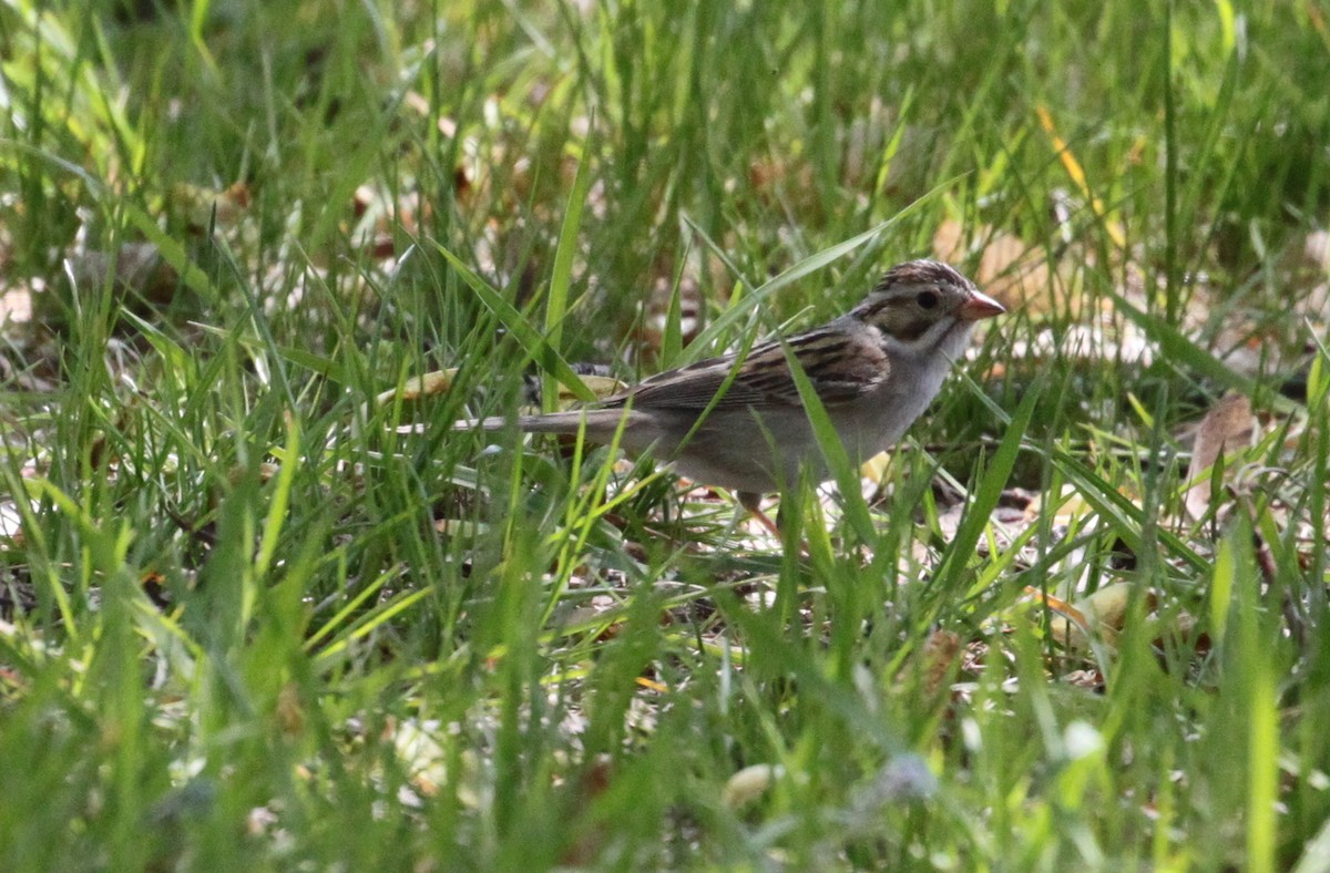 Clay-colored Sparrow - ML236779121