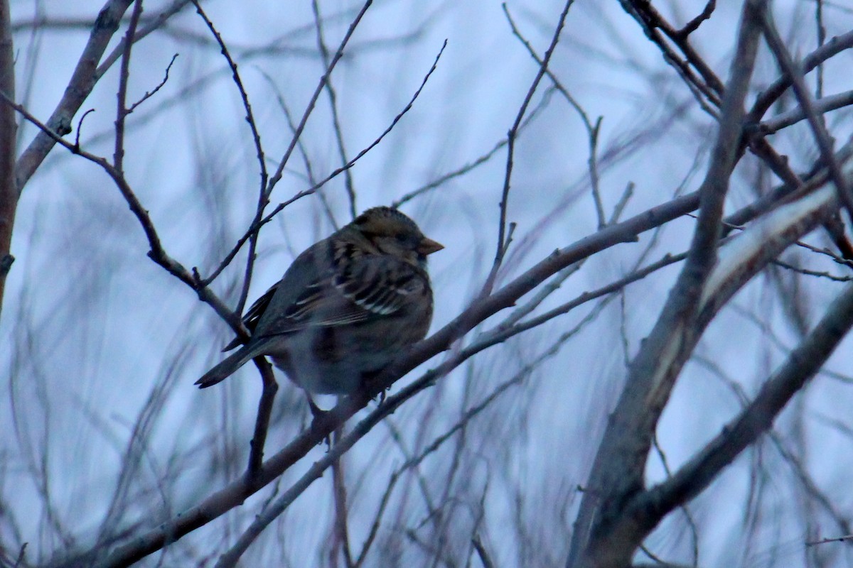 Harris's Sparrow - ML23677921