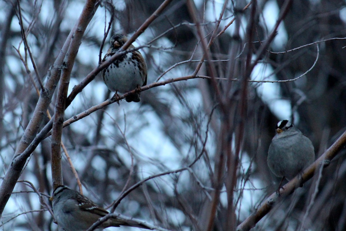 Harris's Sparrow - ML23677961