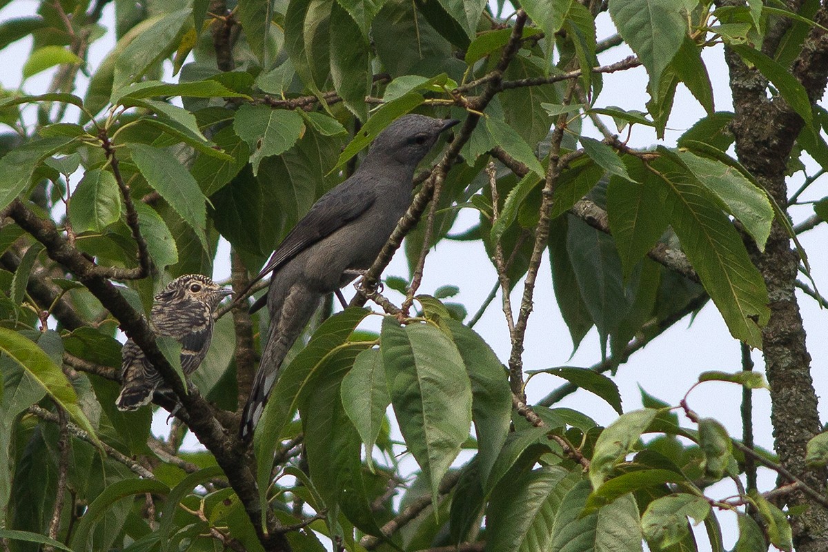 Black-winged Cuckooshrike - Dibyendu Ash