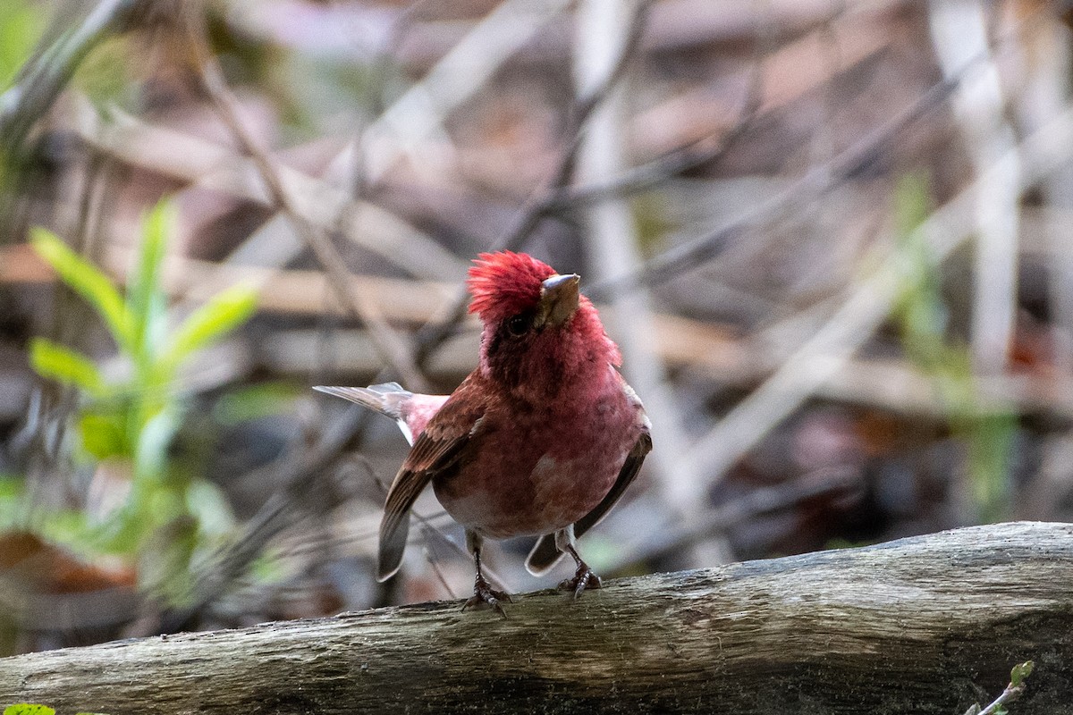 Purple Finch (Eastern) - ML236782061