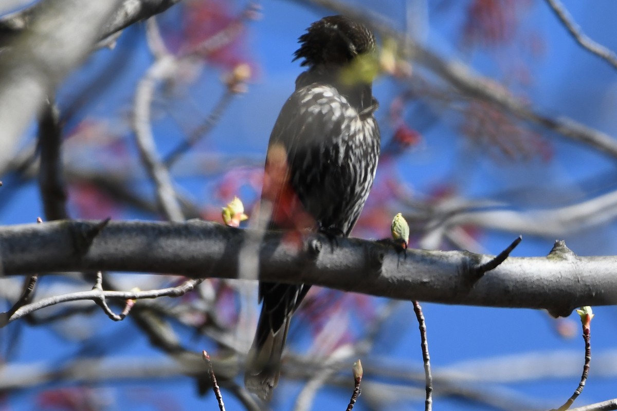 Red-winged Blackbird - ML236782781