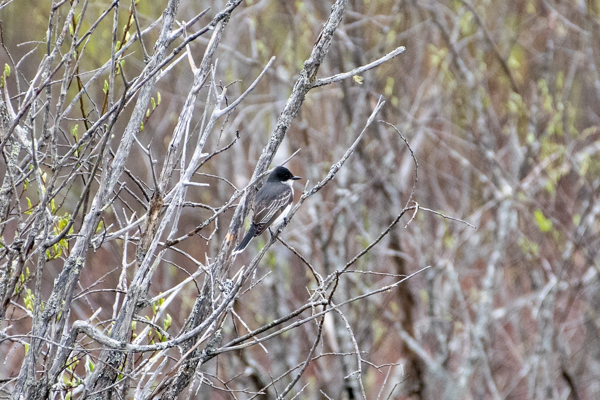 Eastern Kingbird - Richard Littauer