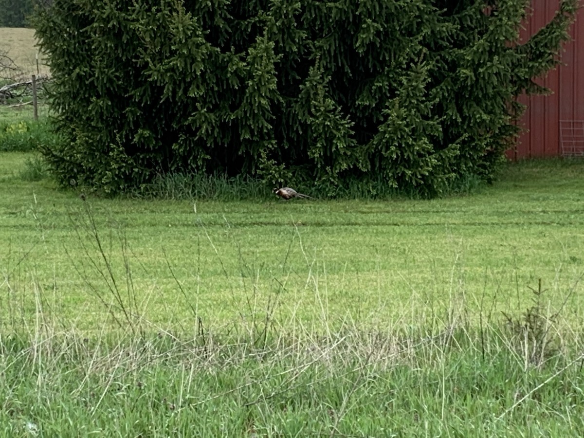 Зэрлэг гургуул - ML236783451