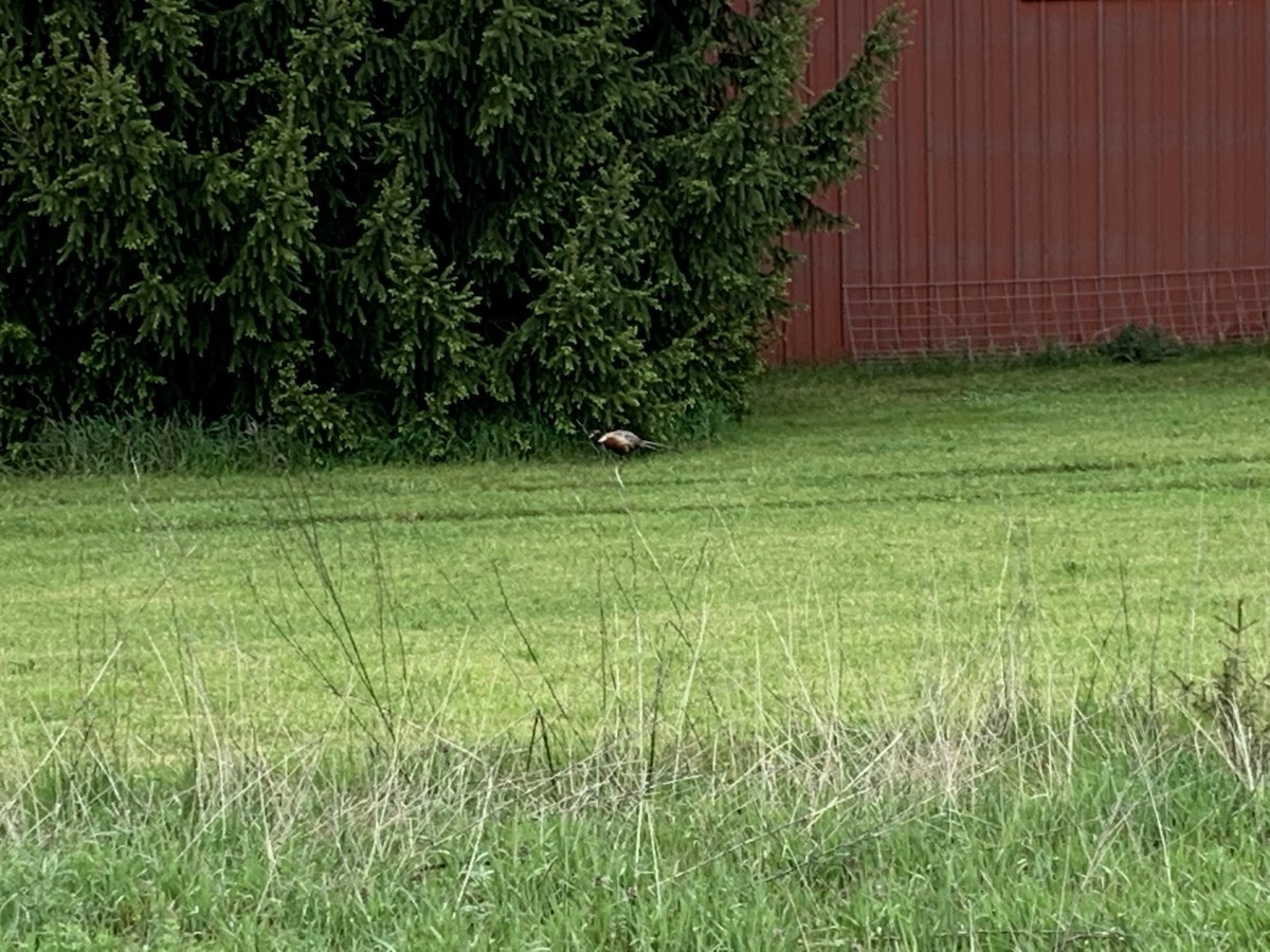 Зэрлэг гургуул - ML236783461