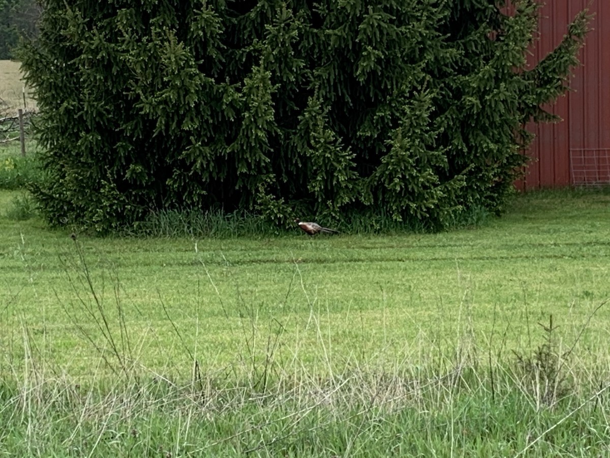 Зэрлэг гургуул - ML236783471