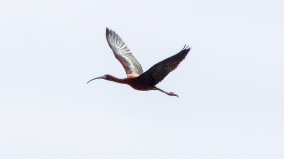 ibis hnědý - ML236785441