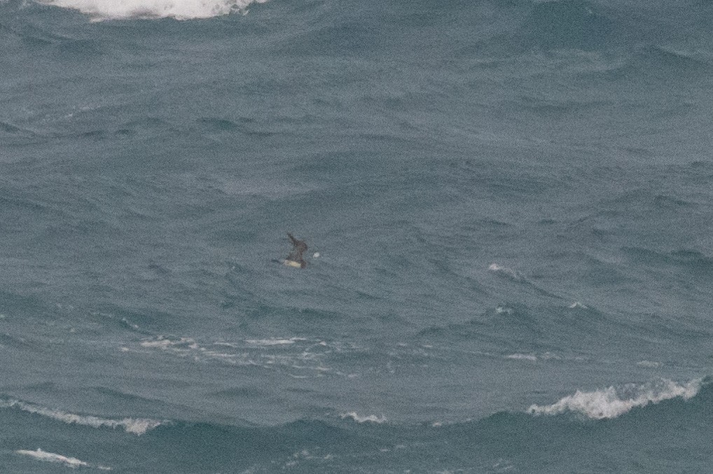 Long-tailed Jaeger - Raphaël Nussbaumer