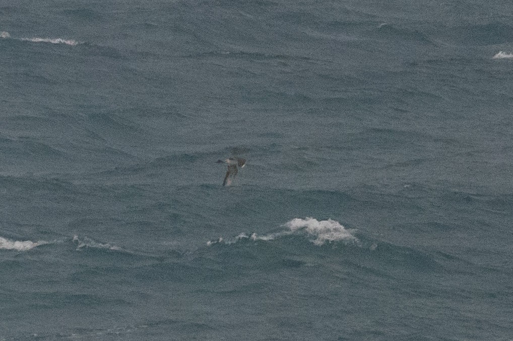 Long-tailed Jaeger - Raphaël Nussbaumer