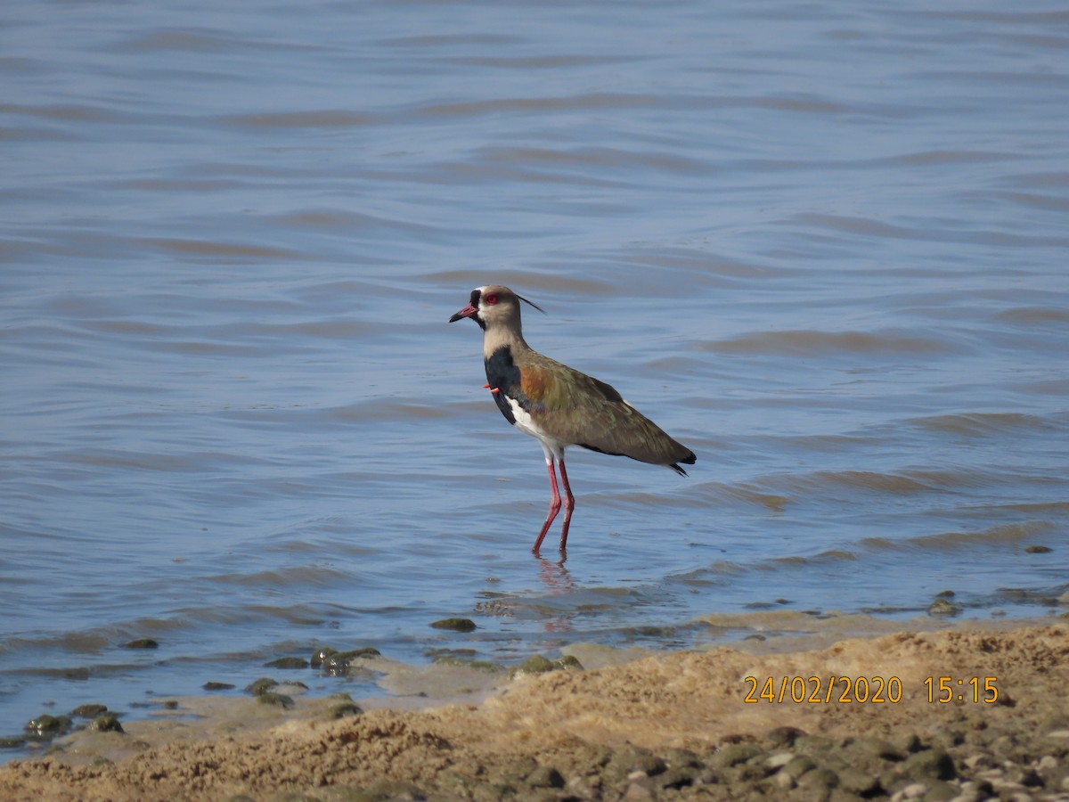 Southern Lapwing - JOSE LEONIDAS AREVALO DIAZ