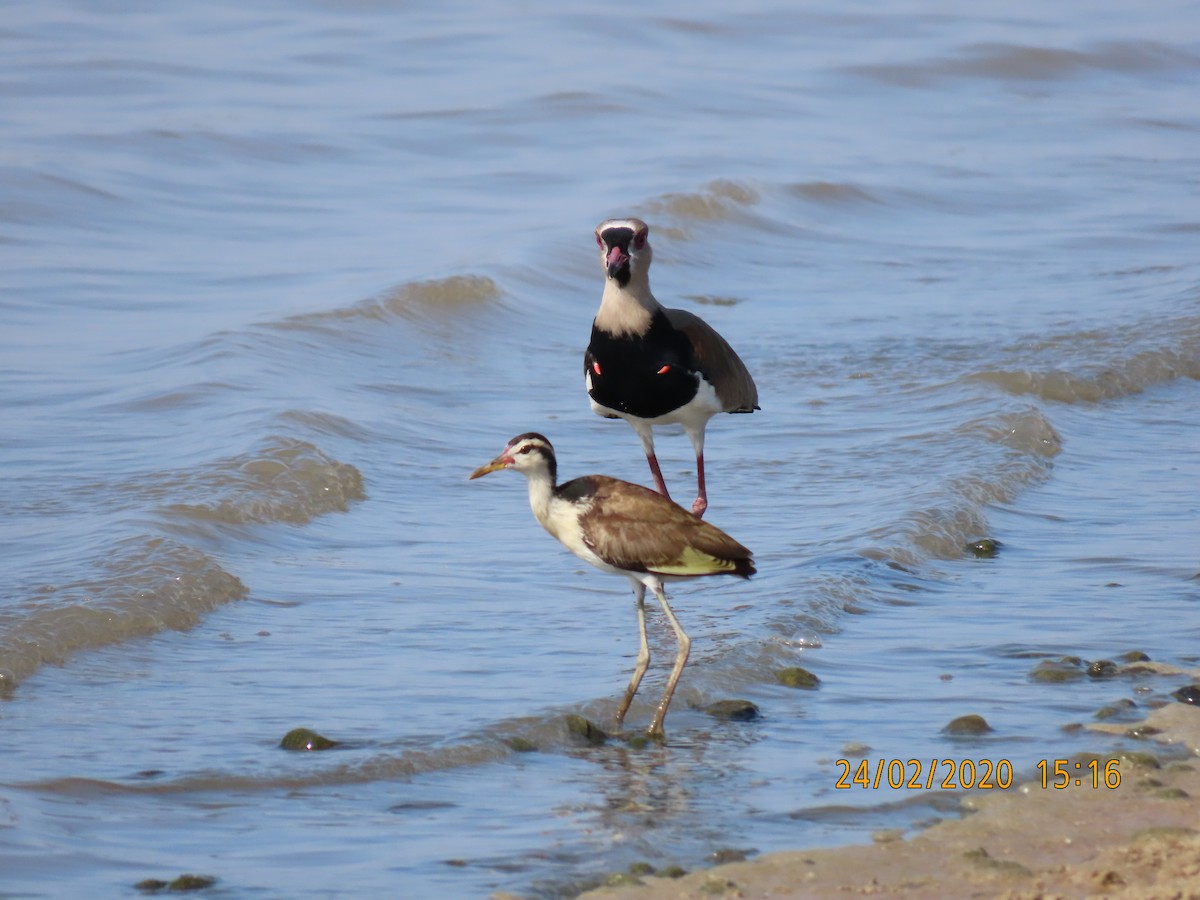 Wattled Jacana - ML236787401