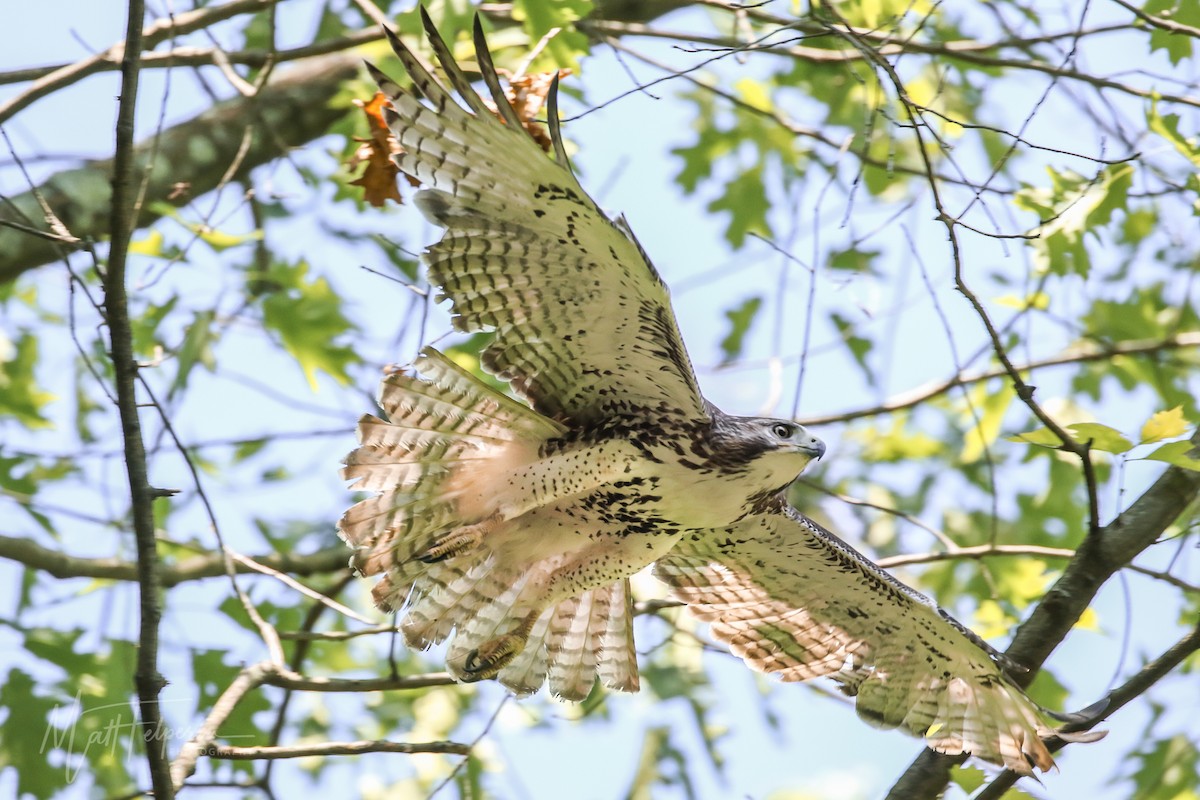 Red-tailed Hawk - ML236787921