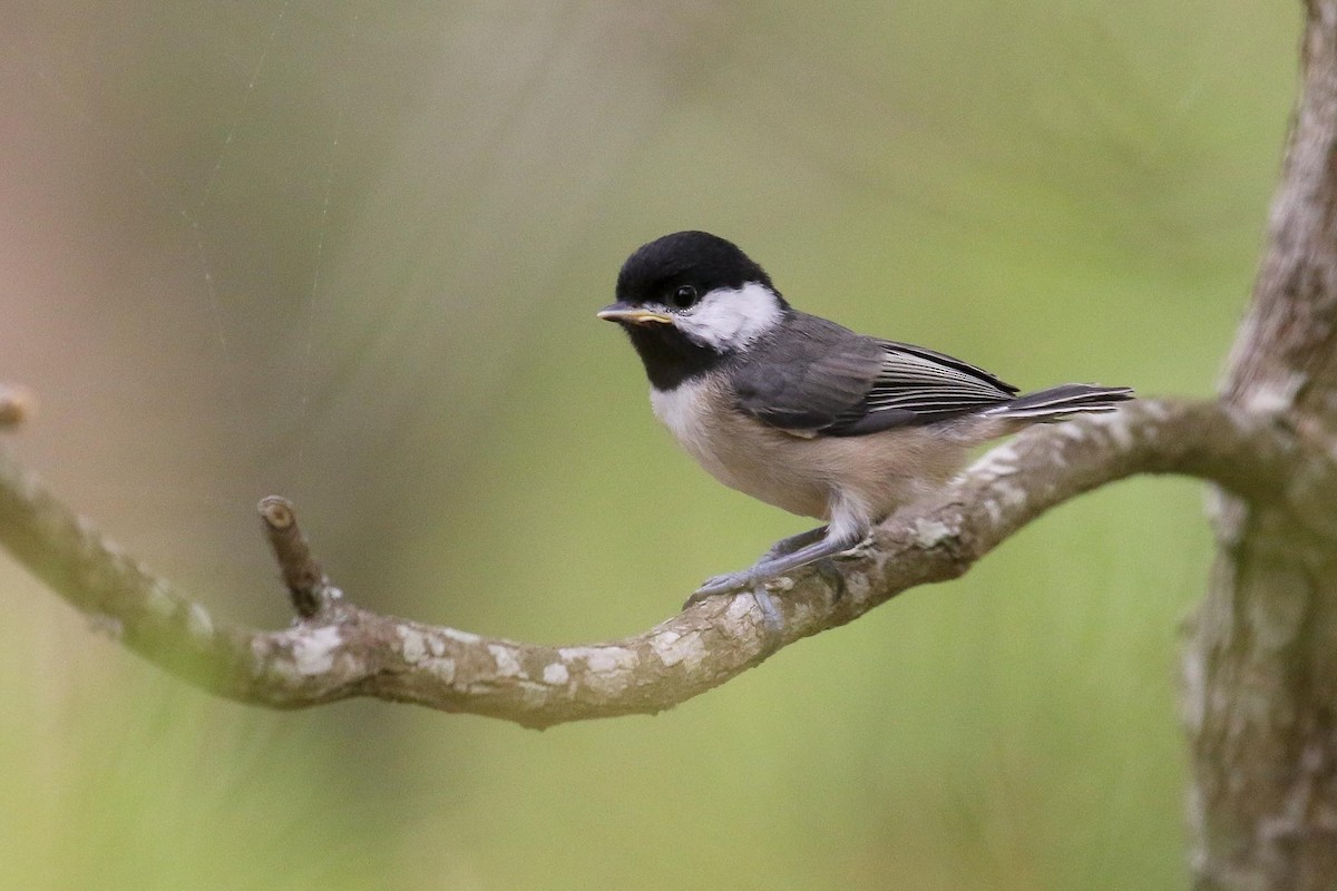 Carolina Chickadee - Michael O'Brien