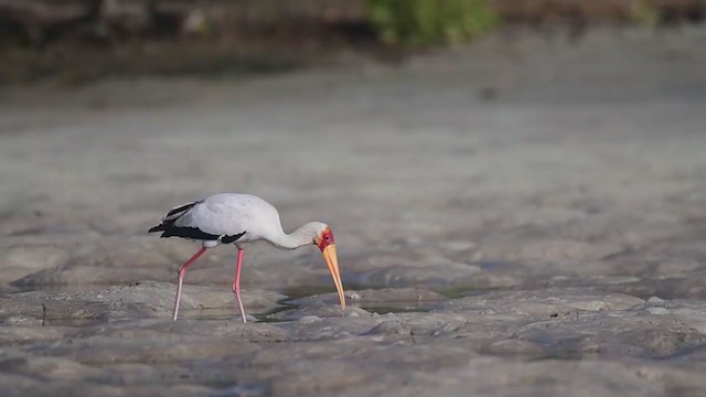 חסידן ורוד - ML236789021