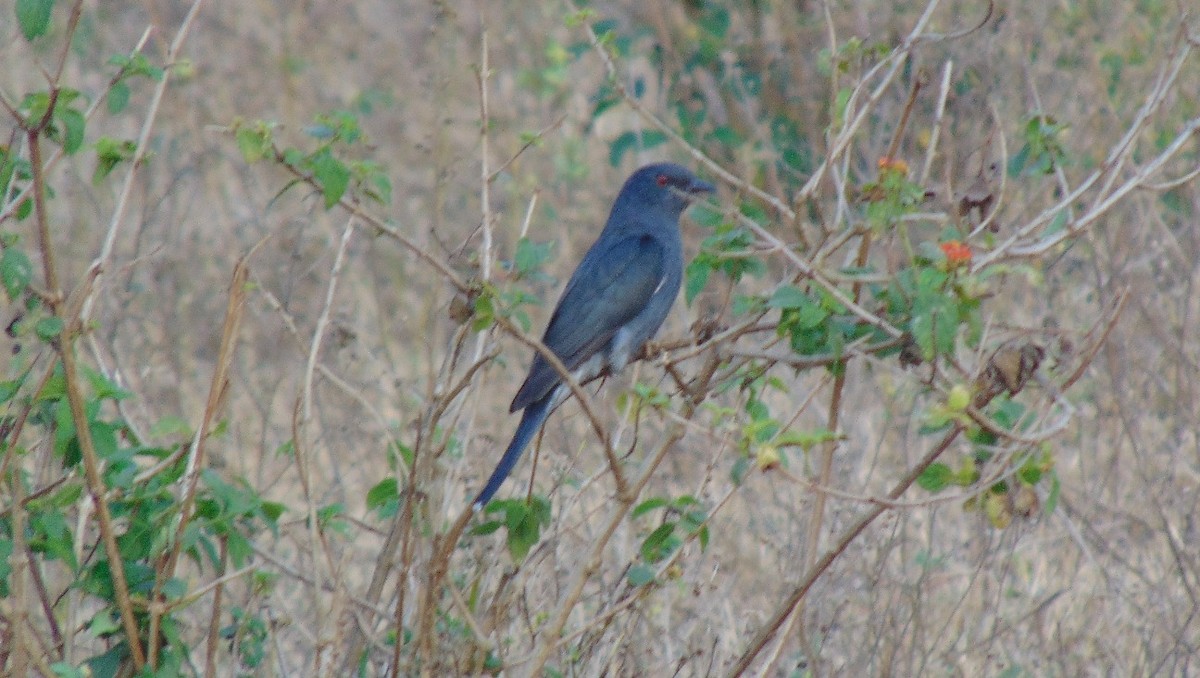 Gray-bellied Cuckoo - ML23678921