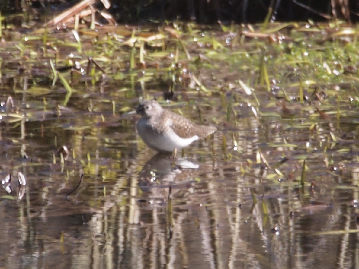 Solitary Sandpiper - ML236790461