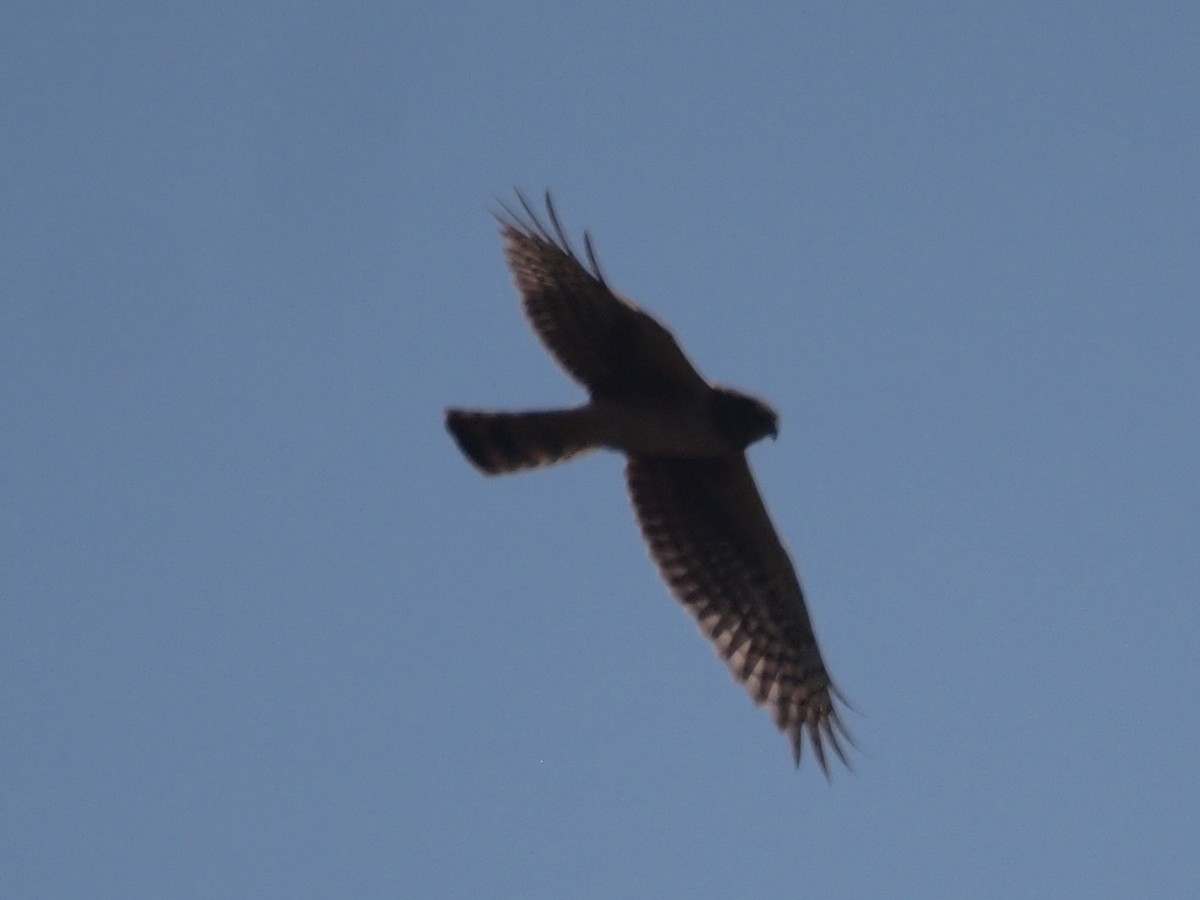 Northern Harrier - ML236790481