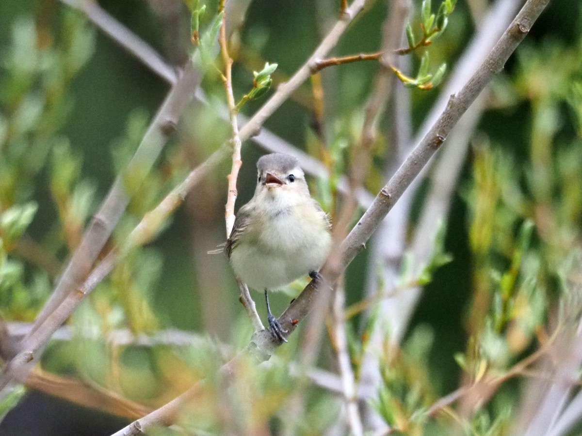 Warbling Vireo - ML236790821