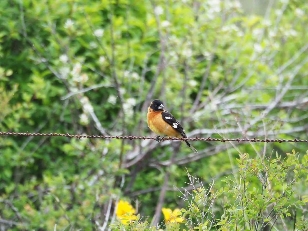 Black-headed Grosbeak - Scott Ramos