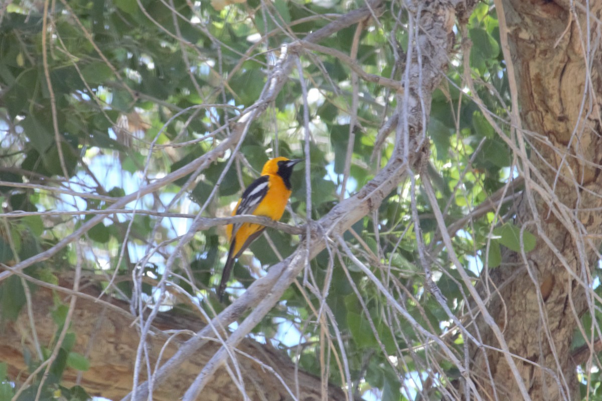 Hooded Oriole - Tracy McCarthey
