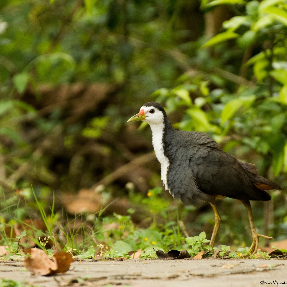 White-breasted Waterhen - ML236792021