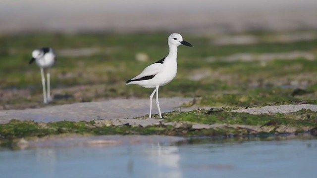 Crab-Plover - ML236792201