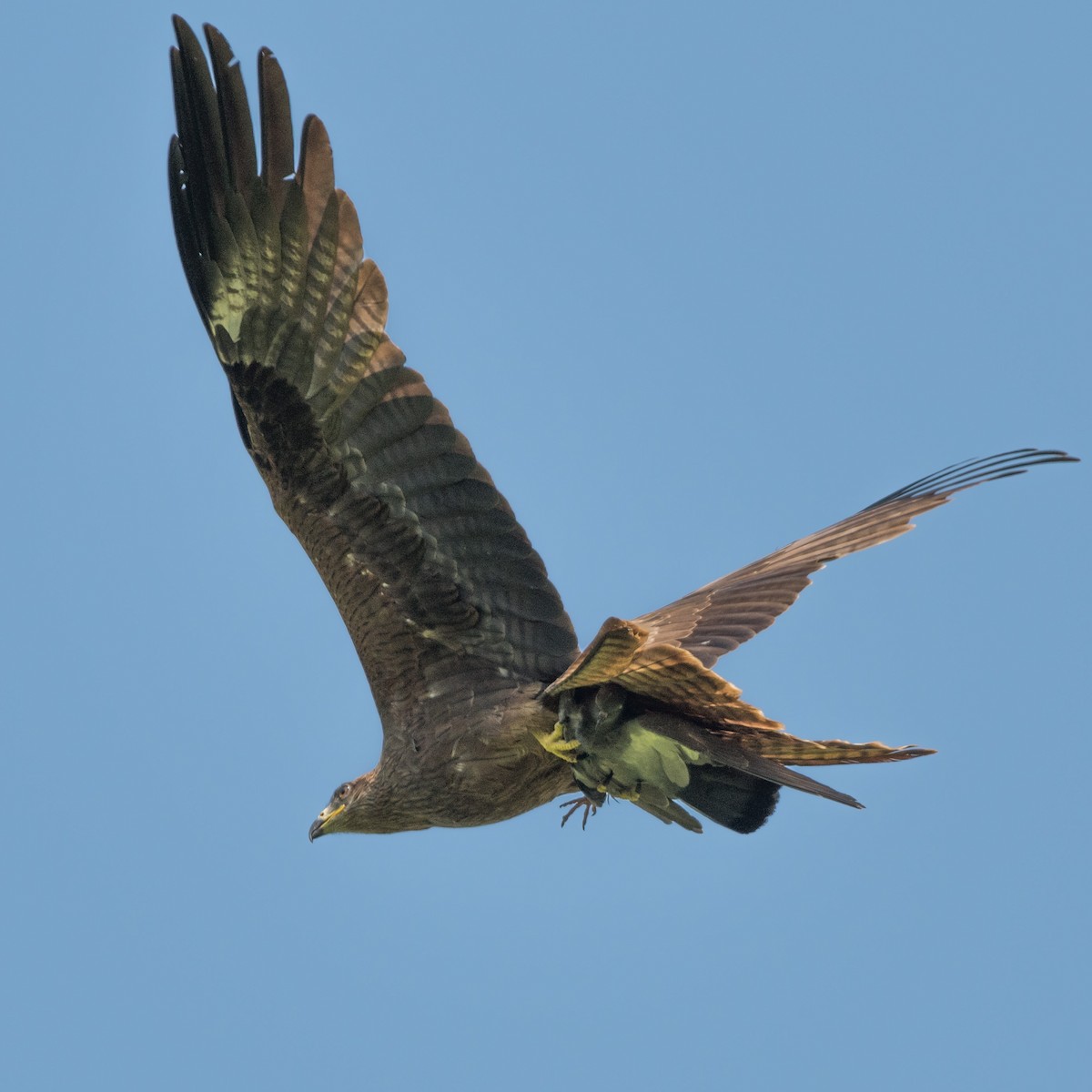 Black Kite - Arun Vignesh C S
