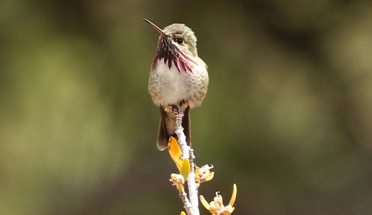 Calliope Hummingbird - ML236793161