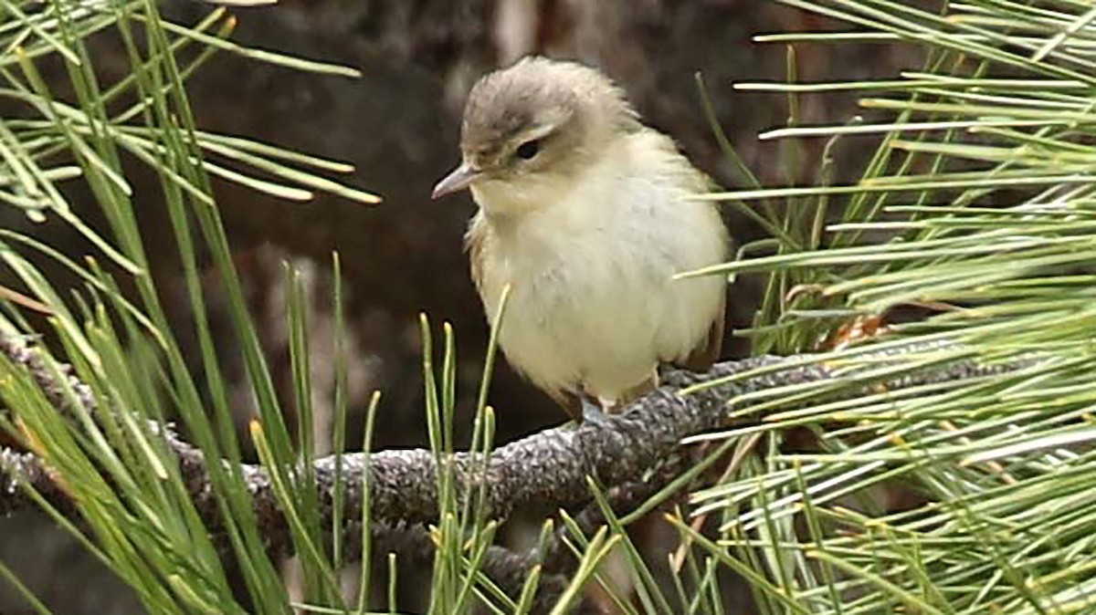 Warbling Vireo - ML236793221