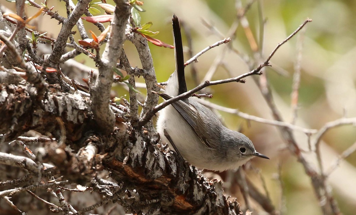 Blue-gray Gnatcatcher - ML236793401