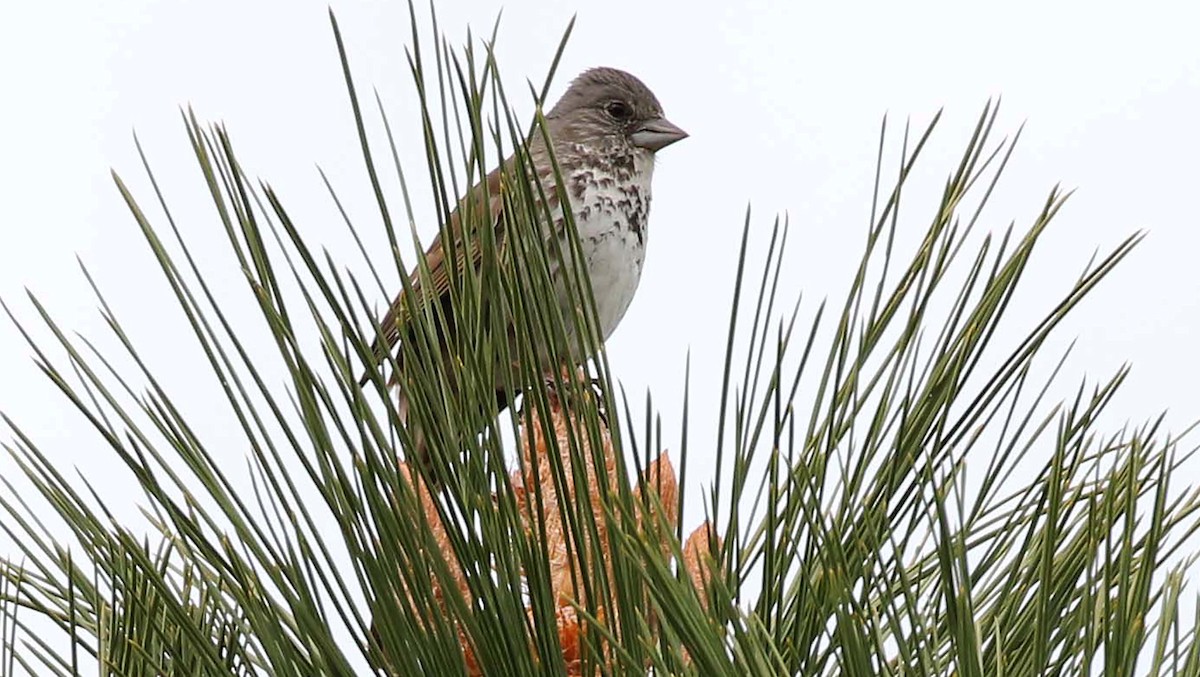 Fox Sparrow - ML236793481