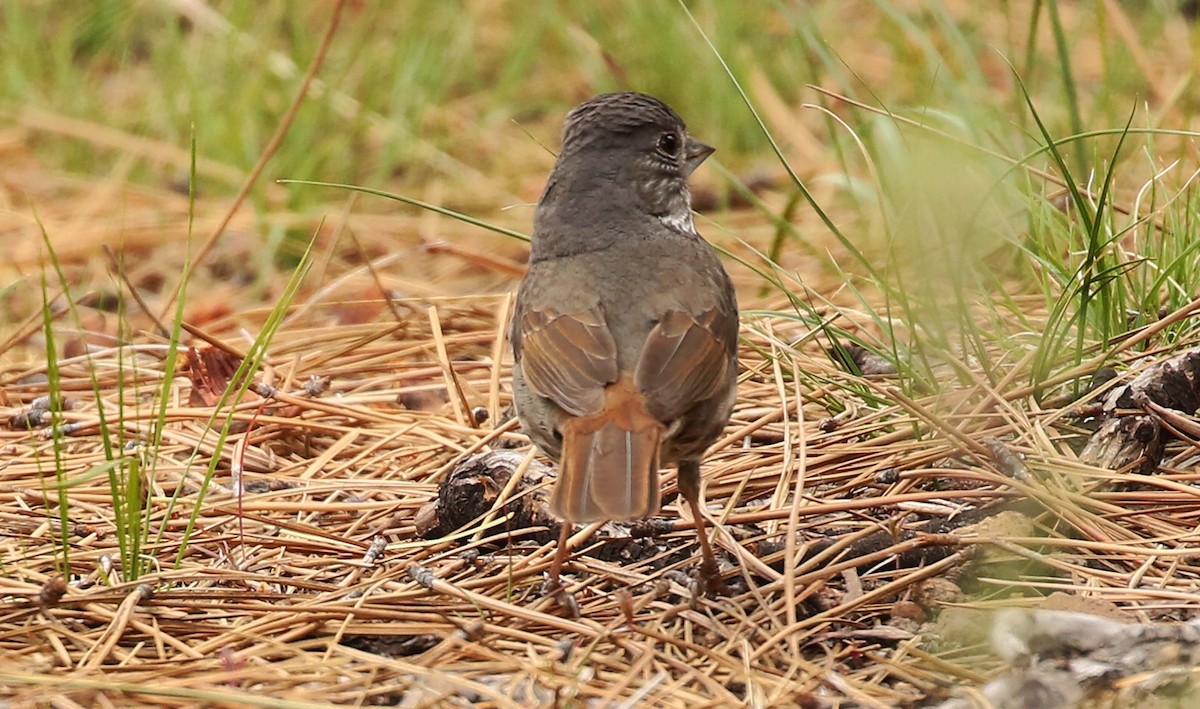 Fox Sparrow - ML236793491