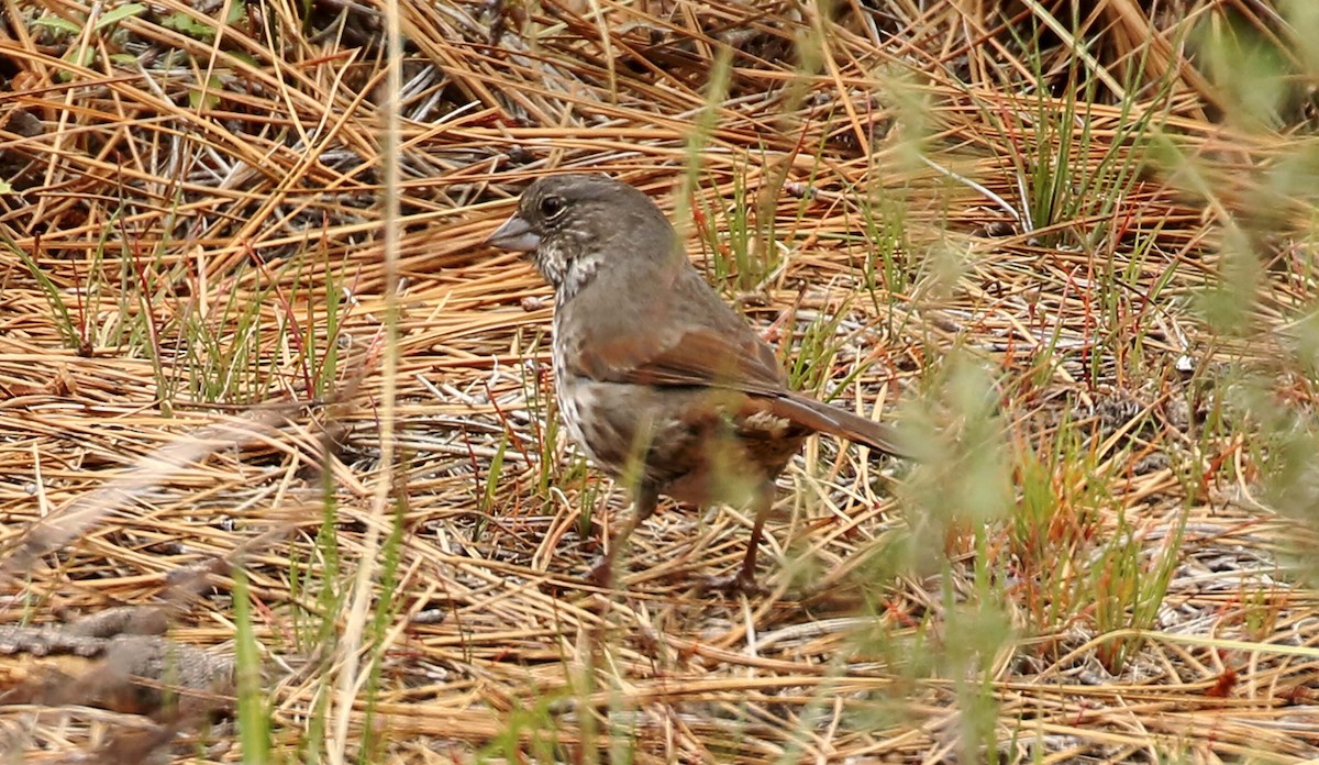 Fox Sparrow - ML236793501