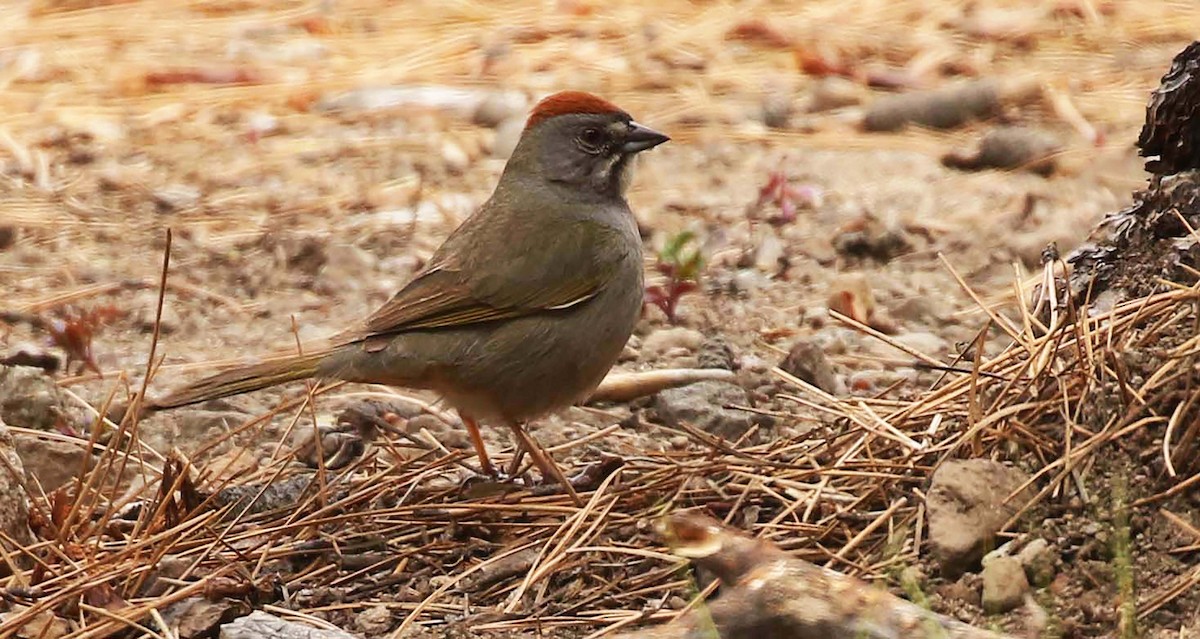 Green-tailed Towhee - ML236793561