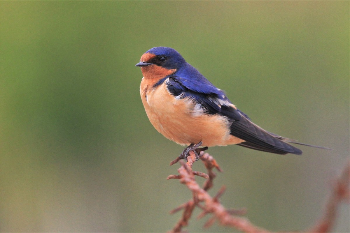 Barn Swallow - Kent Forward