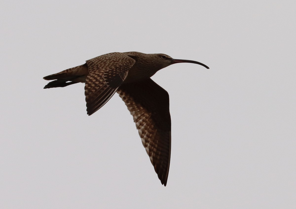 Whimbrel - ML236794731