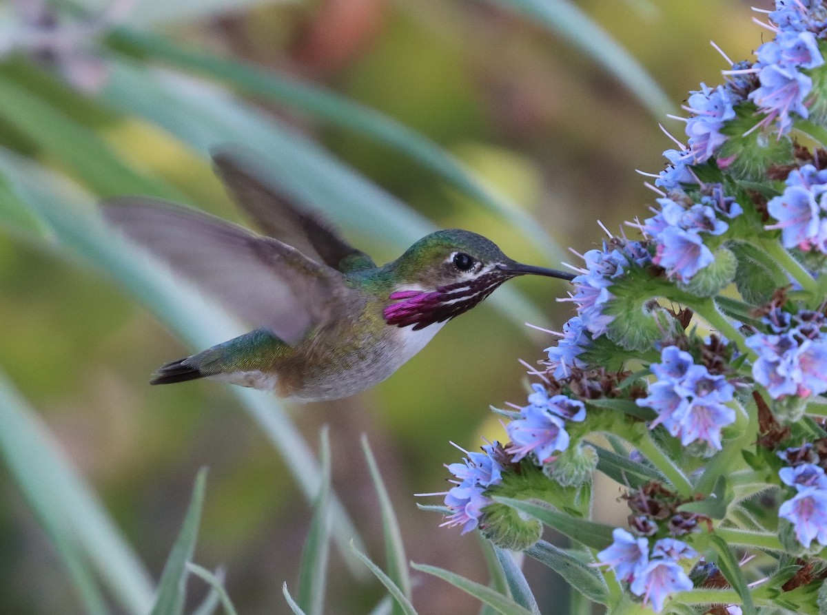 Calliope Hummingbird - Steve Tucker