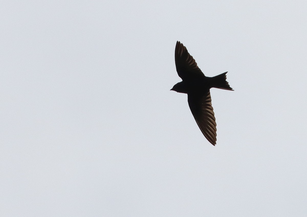 Golondrina Purpúrea - ML236796861