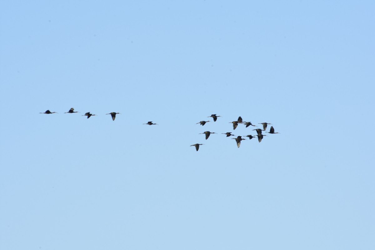 Glossy Ibis - ML236798011