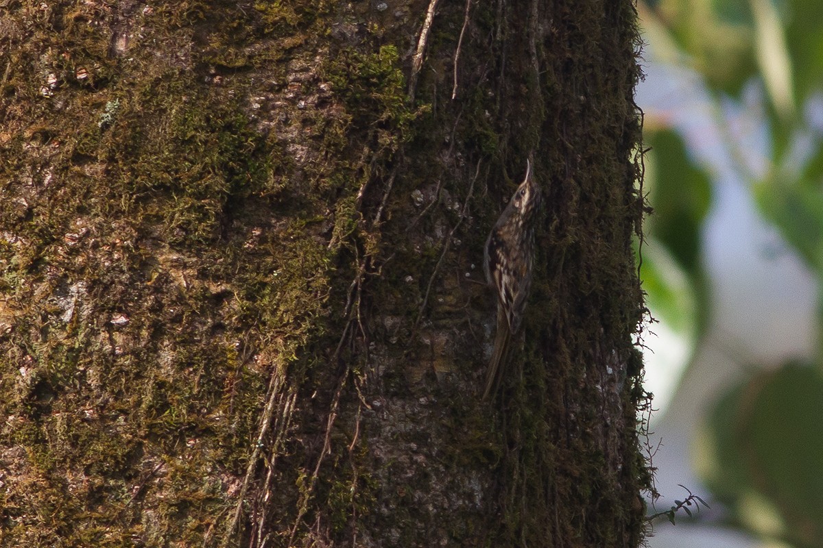 Sikkim Treecreeper - Dibyendu Ash