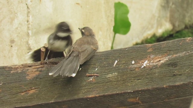 Ошейниковая веерохвостка - ML236798551