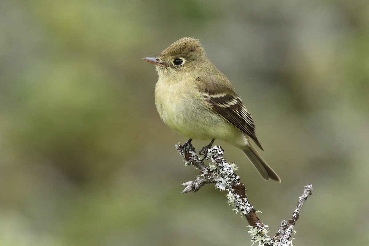 Western Flycatcher (Pacific-slope) - Liam Singh