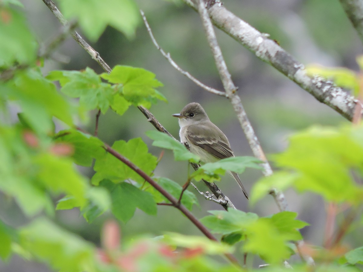 Dusky Flycatcher - ML236801931