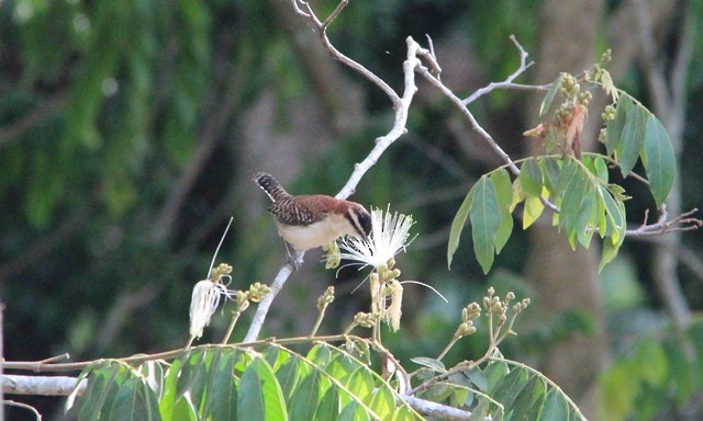 Rufous-naped Wren - Nestor Herrera