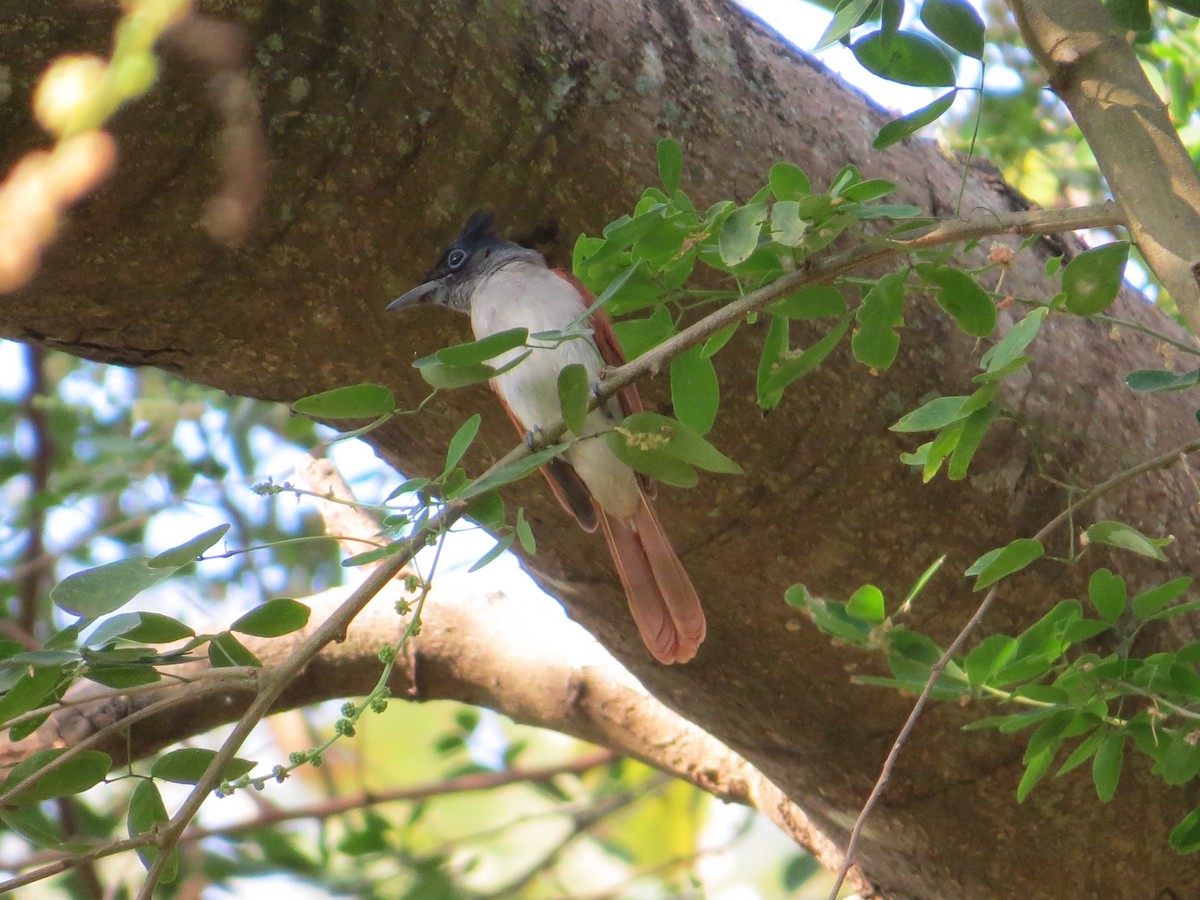 Indian Paradise-Flycatcher - ML236805091