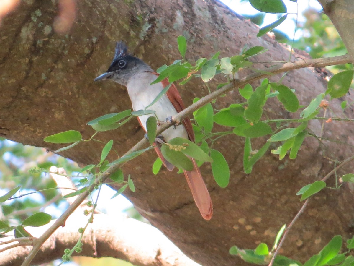 Indian Paradise-Flycatcher - ML236805171