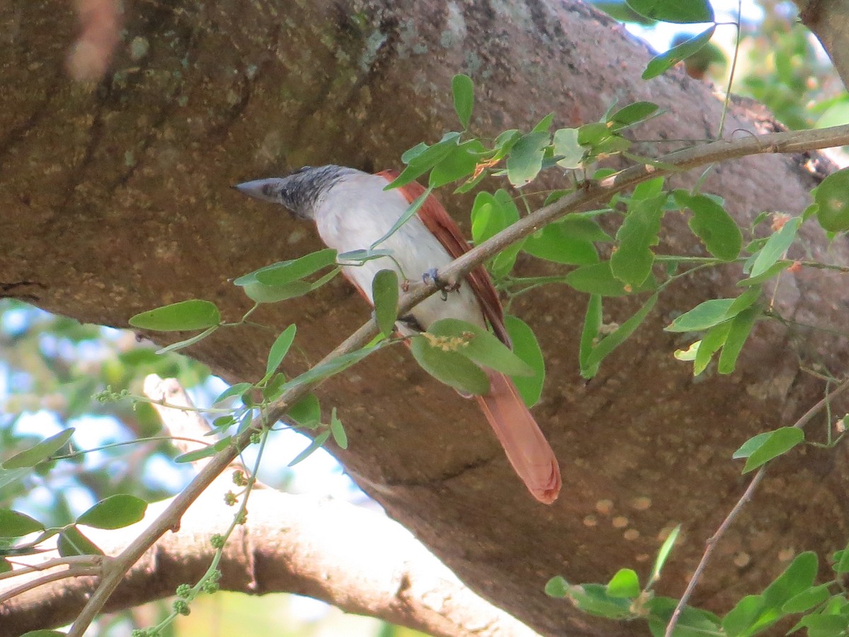 Indian Paradise-Flycatcher - ML236805181