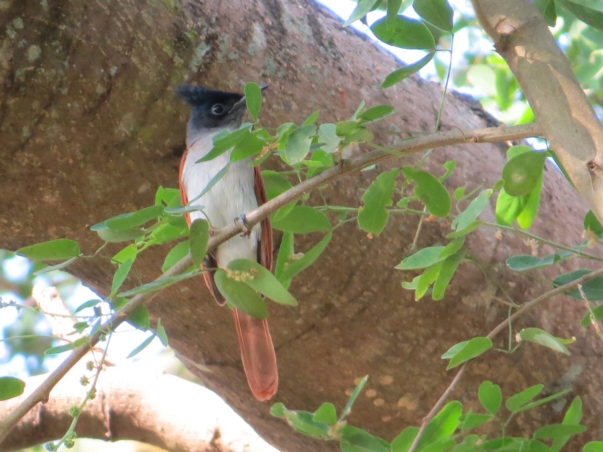 Indian Paradise-Flycatcher - ML236805191