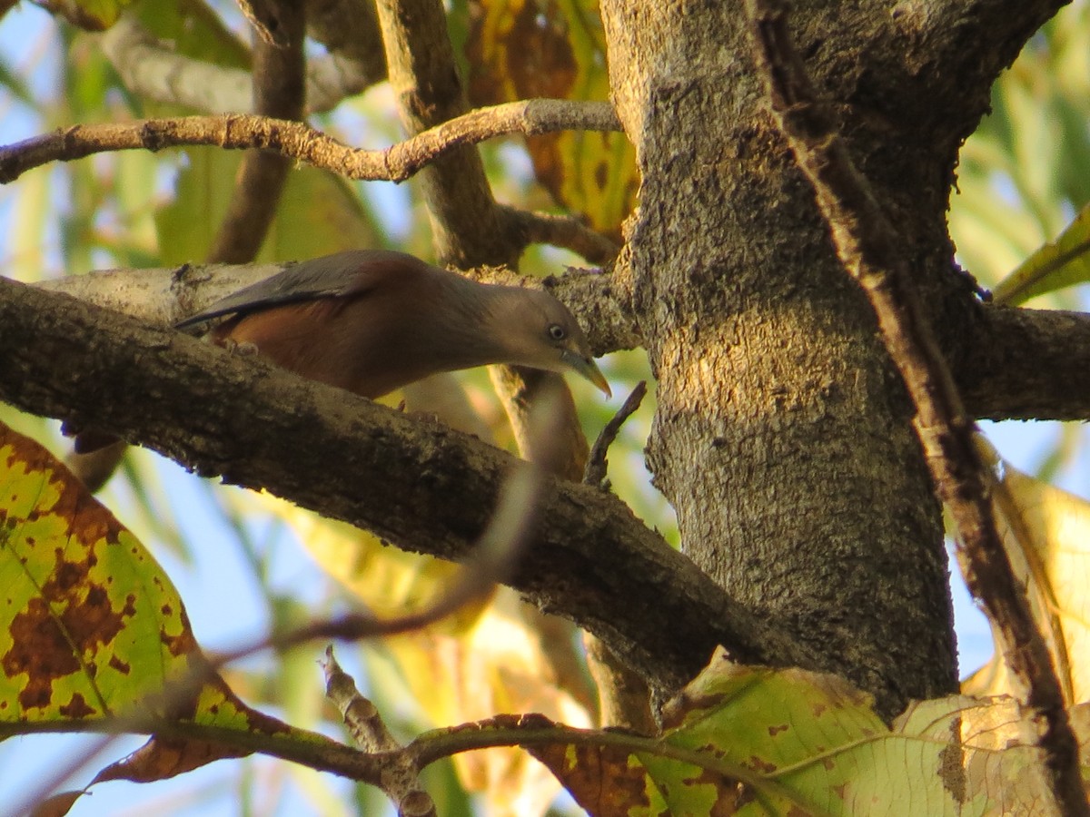 Chestnut-tailed Starling - ML236805221