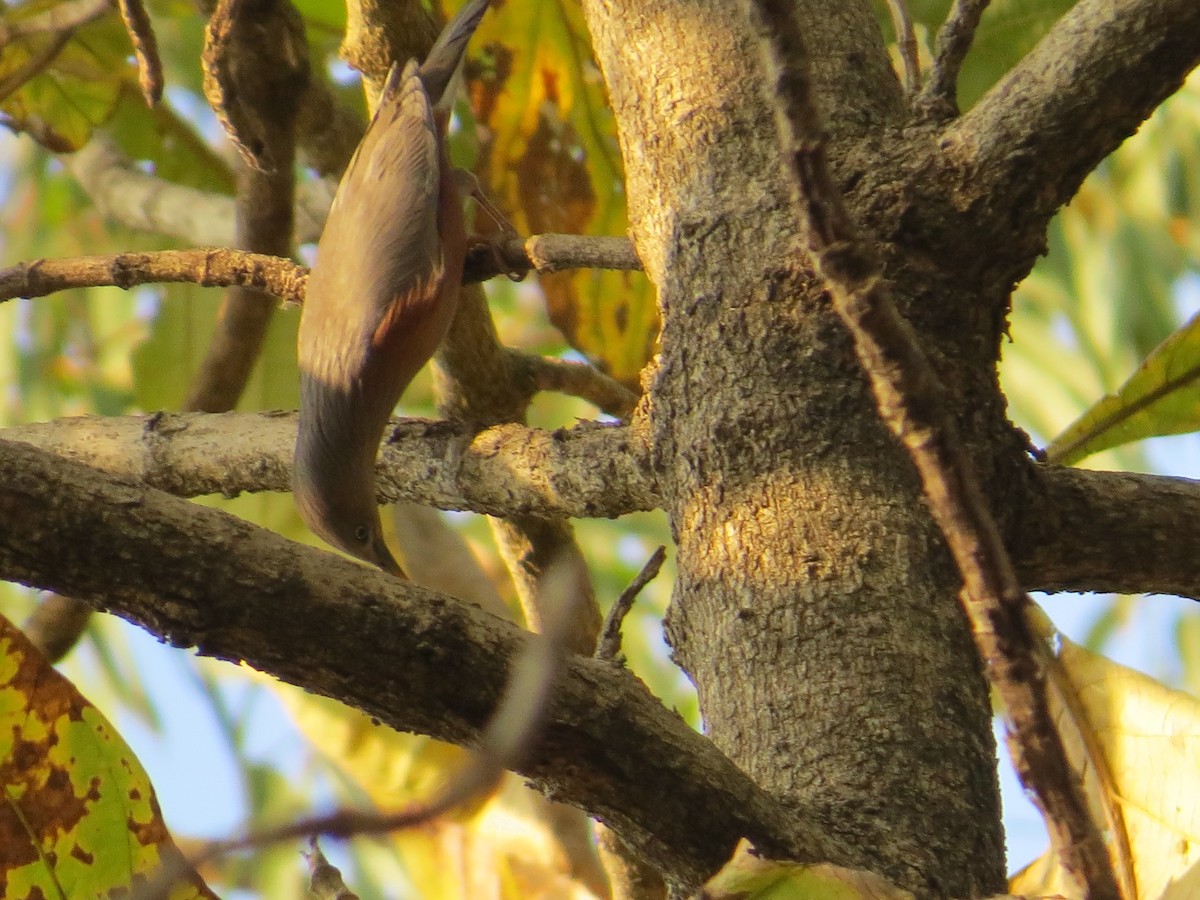 Chestnut-tailed Starling - ML236805241